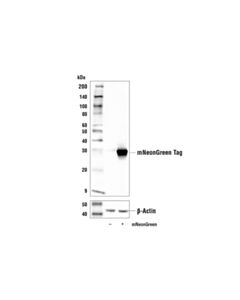 Cell Signaling mNeonGreen Tag (E6M3D) Rabbit mAb 20 uL