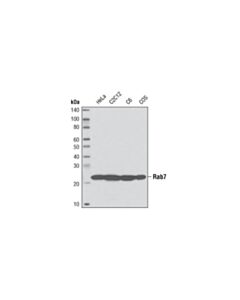Cell Signaling Rab7 (D95f2) Xp ® Rabbit mAb (BSA And Azide Free)
