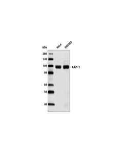 Cell Signaling Tif1beta (C42g12) Rabbit mAb