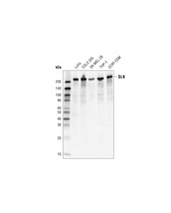 Cell Signaling Slk Antibody