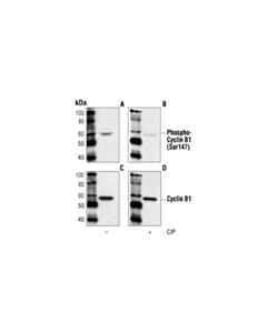 Cell Signaling Phospho-Cyclin B1 (Ser147) Antibody