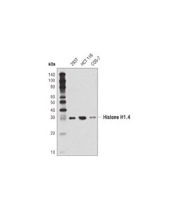 Cell Signaling Histone H1.4 (D4j5q) Rabbit mAb