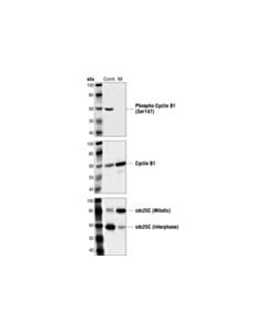 Cell Signaling Cyclin B1 (V152) Mouse mAb 20 uL