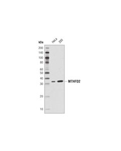 Cell Signaling MTHFD2 (D8W9U) Rabbit mAb 20 uL