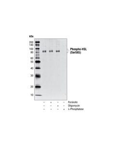 Cell Signaling Phospho-Hsl (Ser565) Antibody