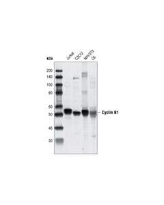 Cell Signaling Cyclin B1 Antibody