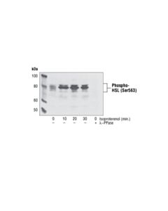 Cell Signaling Phospho-Hsl (Ser563) Antibody