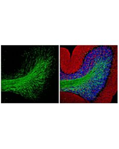 Cell Signaling CNPase (D83E10) XP ® Horse Chimeric mAb
