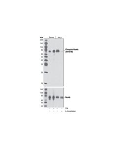 Cell Signaling Phospho-Numb (Ser276) Antibody