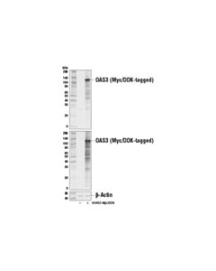 Cell Signaling Oas3 Antibody