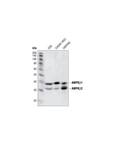 Cell Signaling Ampkbeta1/2 (57c12) Rabbit mAb