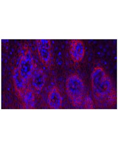 Cell Signaling Cd141/Thrombomodulin (E7y9p) Xp ® Rabbit mAb (Alexa Fluor ® 647 Conjugate)