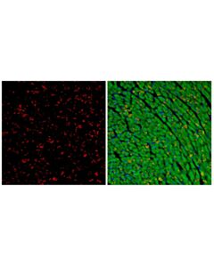 Cell Signaling N-Cadherin (D4R1H) Rabbit Monoclonal Antibody (Alexa Fluor ® 555 Conjugate)