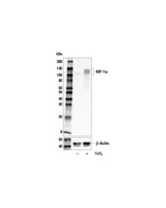 Cell Signaling Hif-1alpha (D1s7w) Xp® Rabbit mAb (Biotinylated)