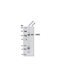 Cell Signaling EPAC2 (5B1) Mouse mAb 20 uL