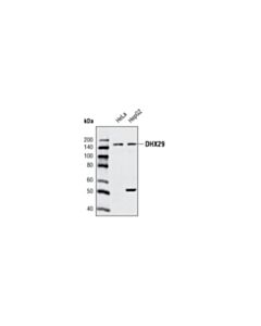 Cell Signaling Dhx29 Antibody