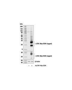 Cell Signaling LITAF (F3W1P) Rabbit mAb