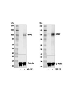 Cell Signaling Nrf2 Control Cell Extracts