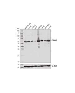 Cell Signaling Traf5 (D3e2r) Rabbit mAb