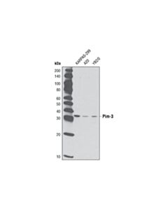 Cell Signaling Pim-3 (D17c9) Rabbit mAb