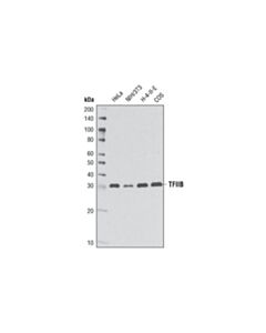 Cell Signaling TFIIB (2F6A3H4) Mouse mAb 20 uL