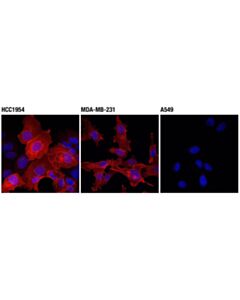 Cell Signaling Pd-L1 (Extracellular Domain Specific) (D8t4x) Rabbit mAb (Alexa Fluor<LT/>Sup&Gt;®<LT/>/Sup&Gt; 647 Conjugate)
