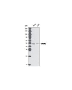 Cell Signaling Mkk7 Antibody
