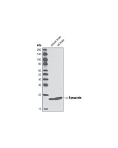 Cell Signaling Alpha-Synuclein (D37a6) Rabbit mAb
