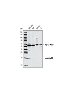 Cell Signaling Atg12 (D88h11) Rabbit mAb