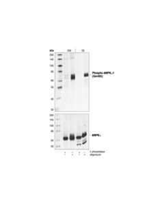 Cell Signaling Phospho-Ampkalpha1 (Ser485) Antibody