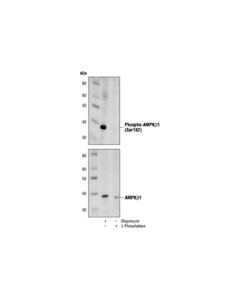 Cell Signaling Phospho-Ampkbeta1 (Ser182) Antibody