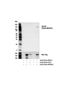 Cell Signaling LbCpf1/Cas12a (Strain ND2006 ) (E8B1W) Rabbit mAb 20 uL