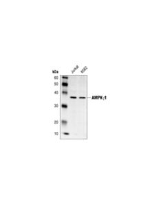 Cell Signaling Ampkgamma1 Antibody