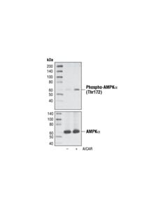 Cell Signaling Phospho-Ampkalpha (Thr172) (D79.5e) Rabbit mAb