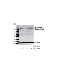 Cell Signaling Acetyl-Coa Carboxylase 1 Antibody