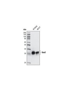 Cell Signaling Sox2 (L73B4) Mouse mAb 20 uL