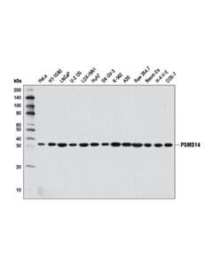 Cell Signaling Psmd14 (D18c7) Rabbit mAb