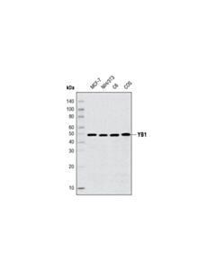 Cell Signaling Yb1 (D299) Antibody