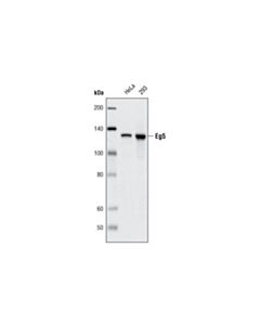 Cell Signaling Eg5 (4H3-1F12) Mouse mAb 20 uL