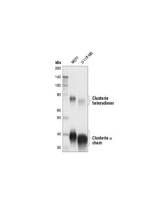 Cell Signaling Clusterin (D4b6p) Rabbit mAb