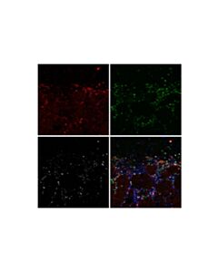 Cell Signaling c-Fos (E2I7R) XP ® Feline Chimeric mAb