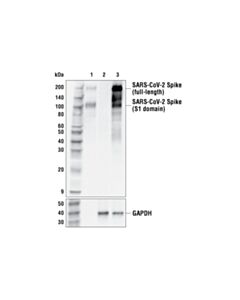 Cell Signaling Sars-Cov-2 Spike Protein (S1-Ntd) (E7m5x) Mouse mAb