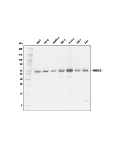 Cell Signaling HMGCS1 (D1Q9D) Rabbit mAb 20 uL