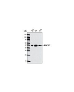 Cell Signaling CDC37 (D28H7) Rabbit mAb 20 uL