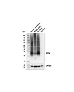 Cell Signaling AQP4 (E8W5A) Mouse mAb 20 uL