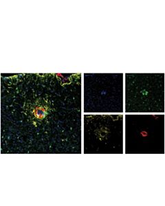 Cell Signaling Anti-ß-Amyloid Xp Antibody, 100 Ul Net Content, Monoclonal, Rabbit Host Species, 4 Deg C, D54d2 Clone
