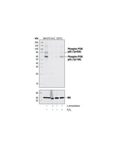 Cell Signaling Phospho-Pi3 Kinase P85 (Tyr458)/P55 (Tyr199) Antibody
