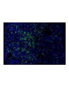 Cell Signaling CCR4 (F9A9K) Rabbit mAb (Alexa Fluor ® 488 Conjugate)