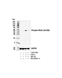 Cell Signaling Phospho-MLKL (Ser358) (E7G7P) Rabbit mAb (BSA and Azide Free)