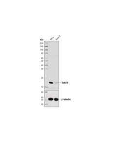 Cell Signaling Tom20 (D8t4n) Rabbit mAb